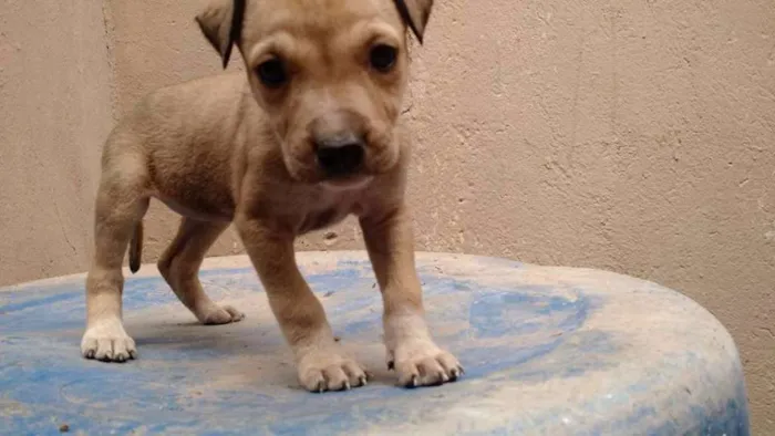 Cachorro raça SRD idade 2 a 6 meses nome Harpina