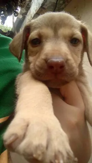Cachorro raça SRD idade 2 a 6 meses nome Harpina