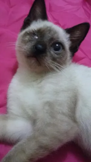 Gato raça SIAMESA idade 2 a 6 meses nome SEM NOME 