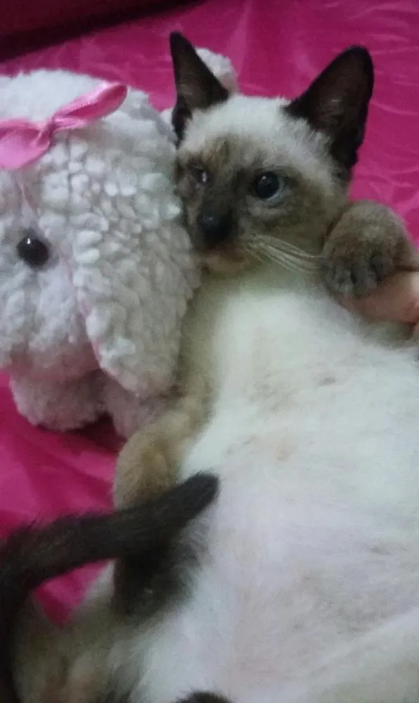 Gato ra a SIAMESA idade 2 a 6 meses nome SEM NOME 