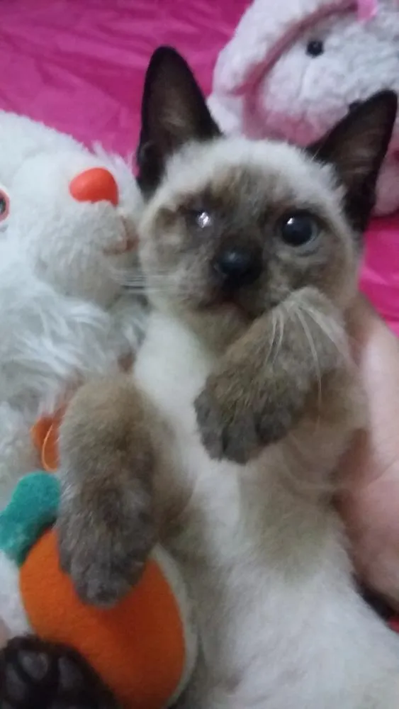 Gato ra a SIAMESA idade 2 a 6 meses nome SEM NOME 