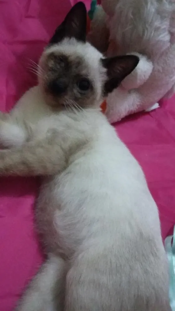 Gato ra a SIAMESA idade 2 a 6 meses nome SEM NOME 