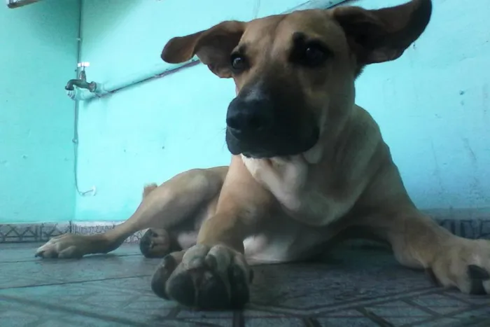 Cachorro ra a SRD idade 7 a 11 meses nome Gustavo