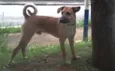 Gustavo
