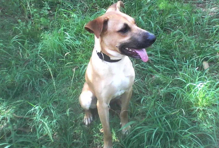 Cachorro ra a SRD idade 7 a 11 meses nome Gustavo
