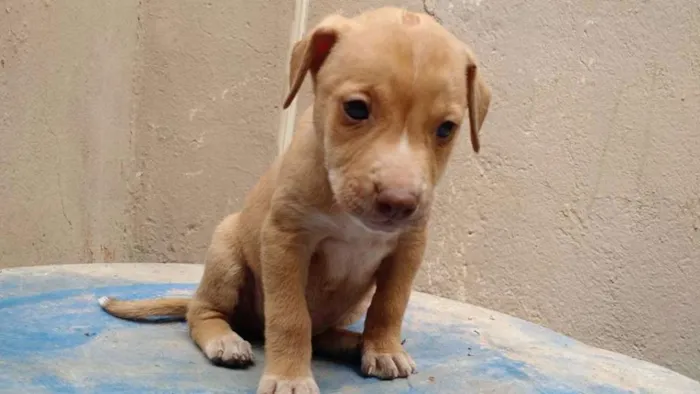 Cachorro raça SRD idade 2 a 6 meses nome Poseidon