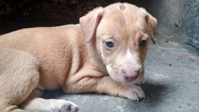 Cachorro raça SRD idade 2 a 6 meses nome Poseidon