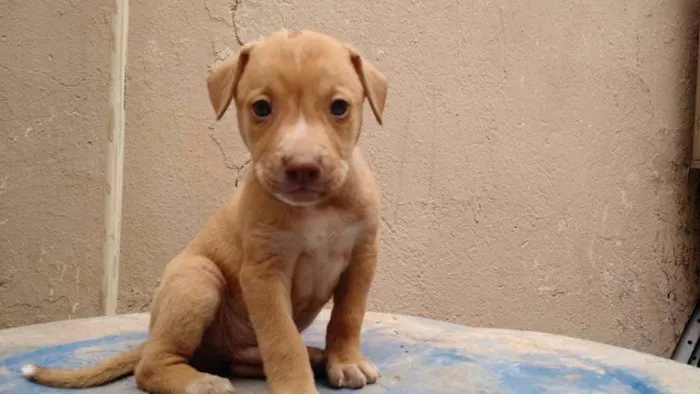 Cachorro raça SRD idade 2 a 6 meses nome Poseidon