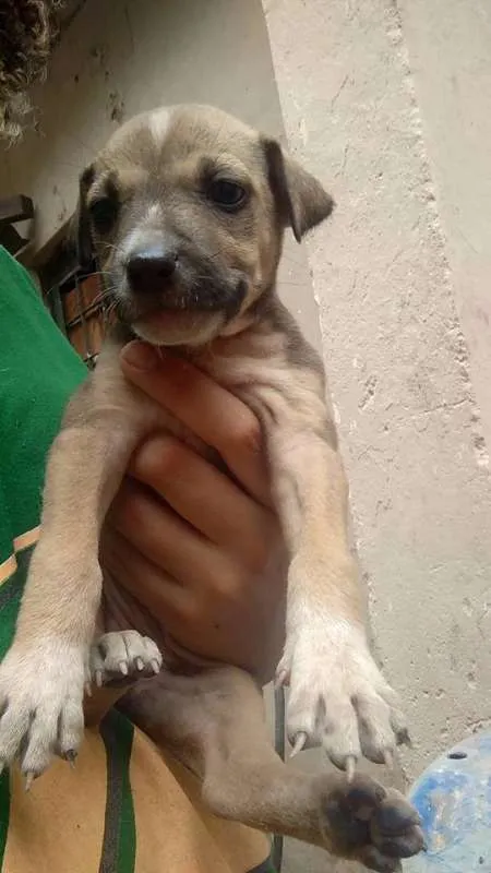 Cachorro raça SRD idade 2 a 6 meses nome Tarsila