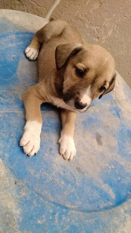 Cachorro raça SRD idade 2 a 6 meses nome Nina
