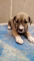 Nina