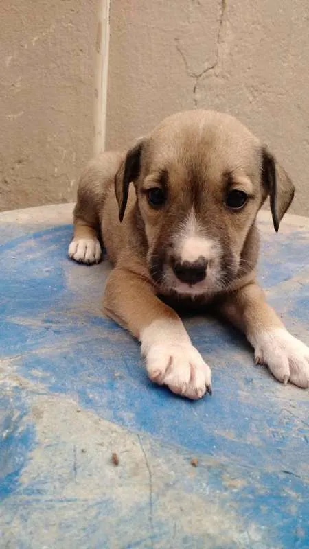 Cachorro raça SRD idade 2 a 6 meses nome Nina