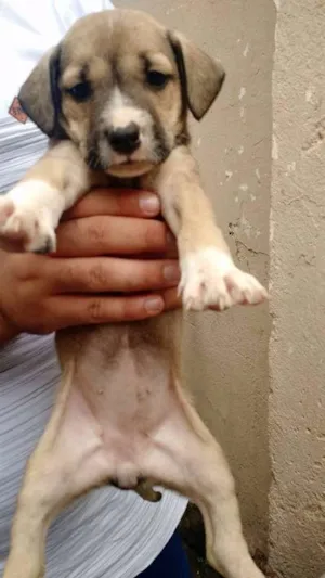 Cachorro raça SRD idade 2 a 6 meses nome Nina