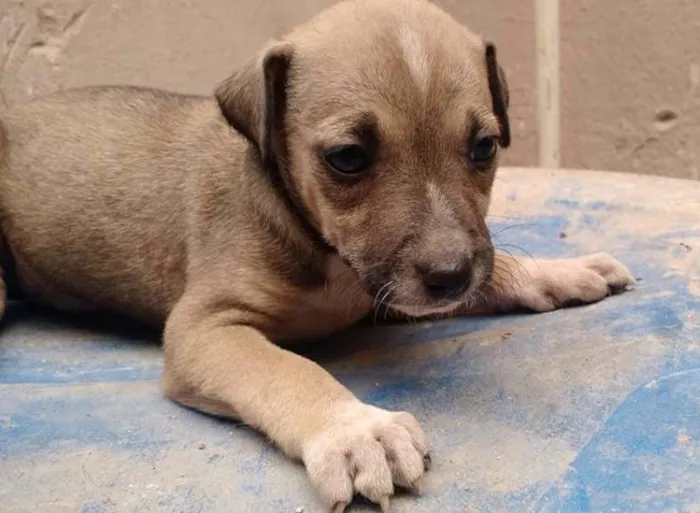 Cachorro raça SRD idade 2 a 6 meses nome Tarsila