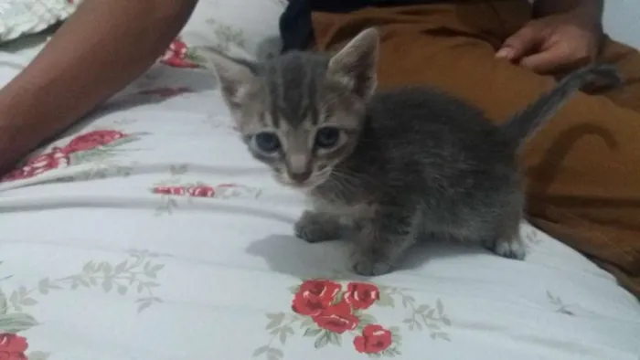 Gato ra a Indefinido idade Abaixo de 2 meses nome Indefinido