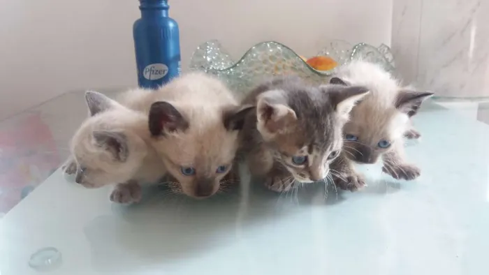 Gato ra a Indefinido idade Abaixo de 2 meses nome Indefinido