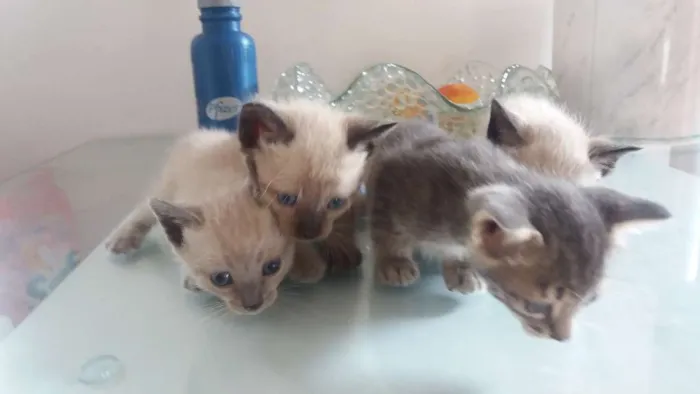 Gato ra a Indefinido idade Abaixo de 2 meses nome Indefinido
