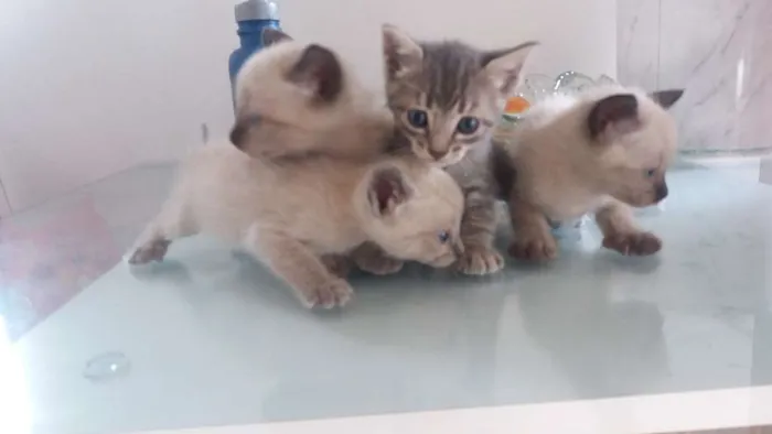 Gato ra a Indefinido idade Abaixo de 2 meses nome Indefinido