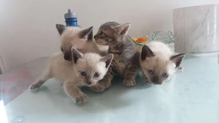Gato ra a Indefinido idade Abaixo de 2 meses nome Indefinido