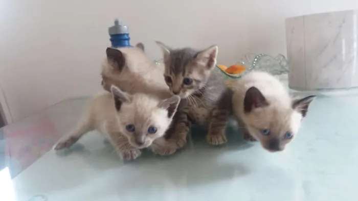 Gato ra a Indefinido idade Abaixo de 2 meses nome Indefinido