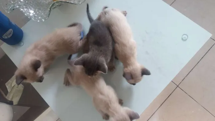 Gato ra a Indefinido idade Abaixo de 2 meses nome Indefinido