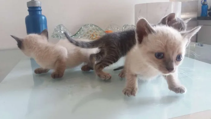 Gato ra a Indefinido idade Abaixo de 2 meses nome Indefinido
