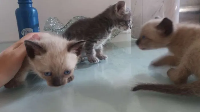 Gato ra a Indefinido idade Abaixo de 2 meses nome Indefinido