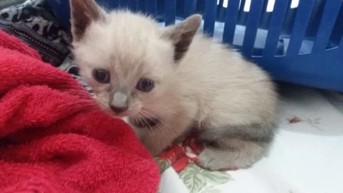 Gato ra a Indefinido idade Abaixo de 2 meses nome Indefinido