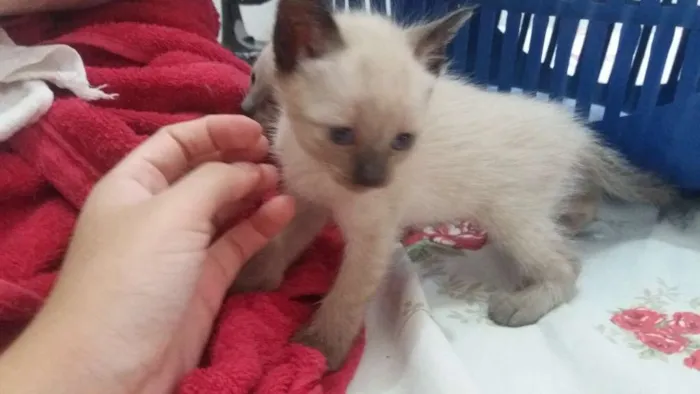 Gato ra a Indefinido idade Abaixo de 2 meses nome Indefinido