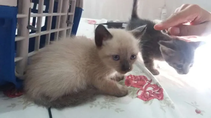 Gato ra a Indefinido idade Abaixo de 2 meses nome Indefinido
