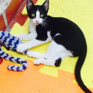 Gato raça SRD idade 2 a 6 meses nome Frajola
