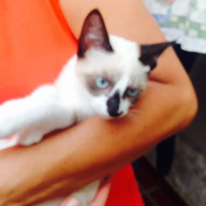 Gato ra a mestiço idade 2 a 6 meses nome azulão