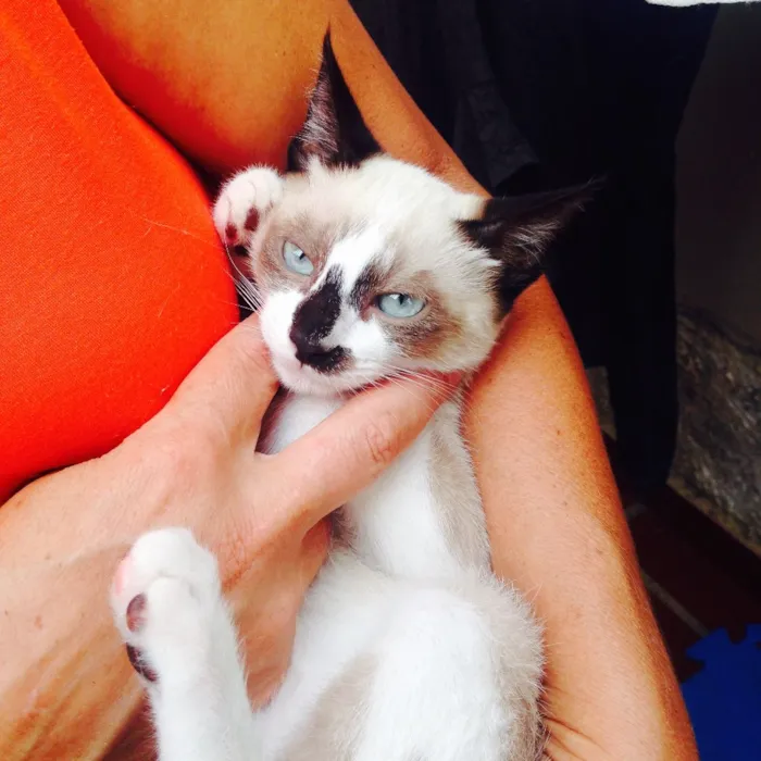 Gato ra a mestiço idade 2 a 6 meses nome azulão