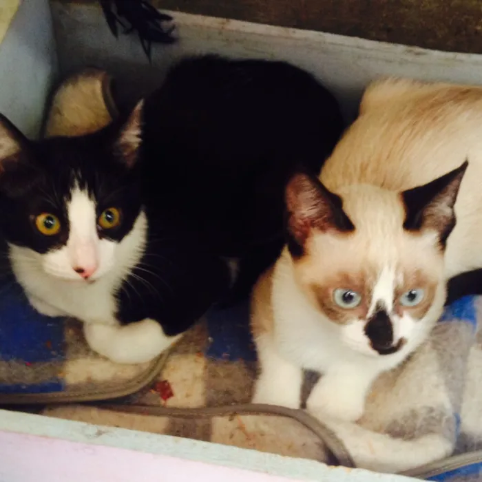 Gato ra a mestiço idade 2 a 6 meses nome azulão