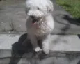 Fred