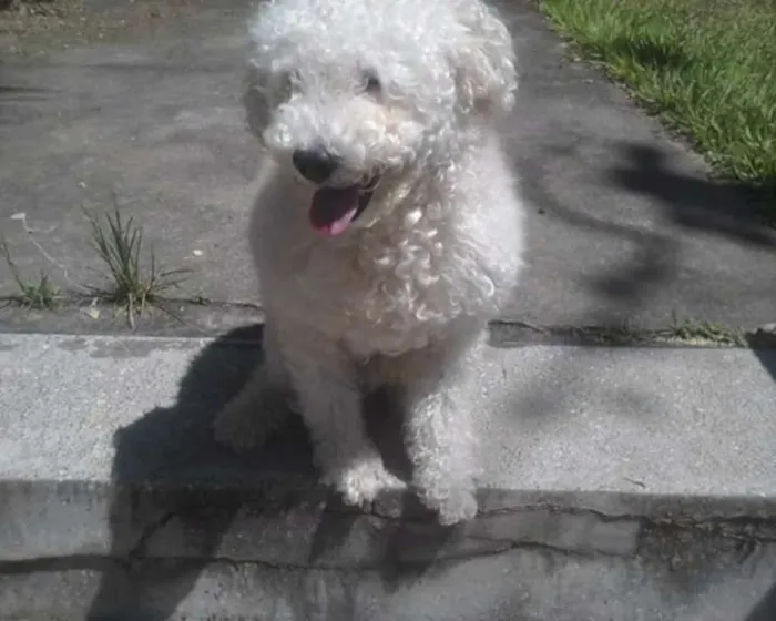Cachorro raça Poodle idade 6 ou mais anos nome Fred