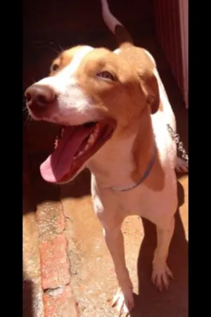 Cachorro raça Vira lata idade  nome Messi