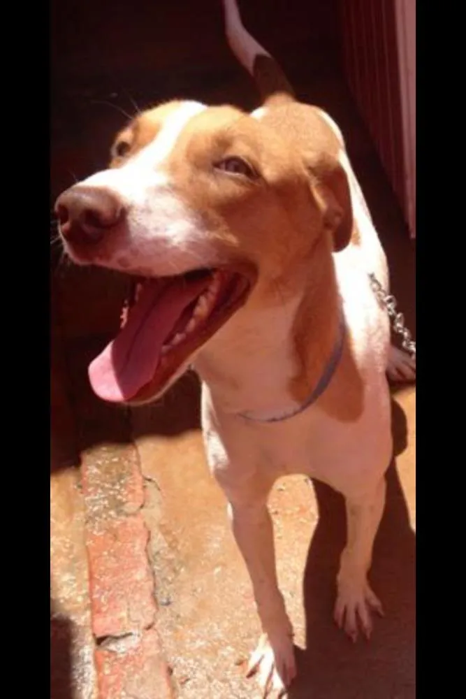 Cachorro ra a Vira lata idade  nome Messi
