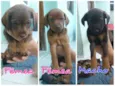 Cachorros