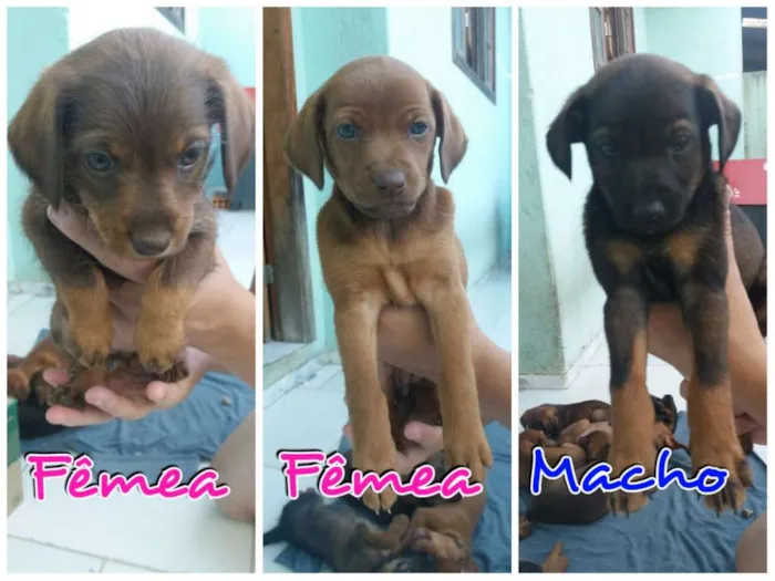 Cachorro ra a Não identificado idade Abaixo de 2 meses nome Cachorros