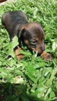 Cachorros