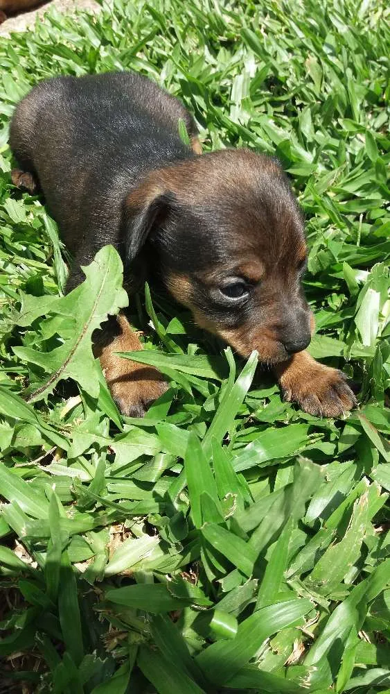 Cachorro ra a Não identificado idade Abaixo de 2 meses nome Cachorros