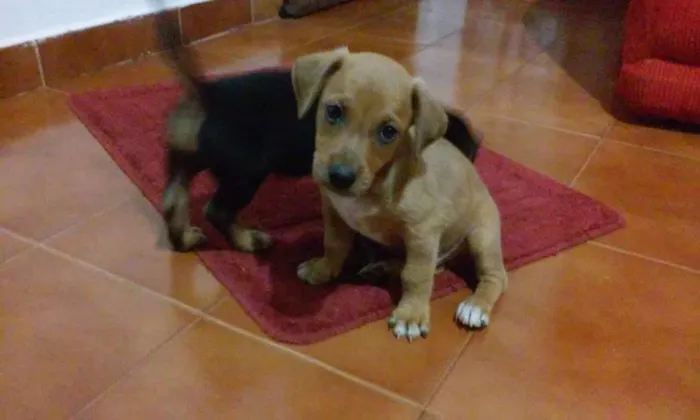 Cachorro ra a Vira-lata  idade Abaixo de 2 meses nome Filhotes