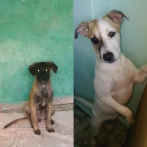 Cachorro raça Labrador idade 7 a 11 meses nome Rex e cristal