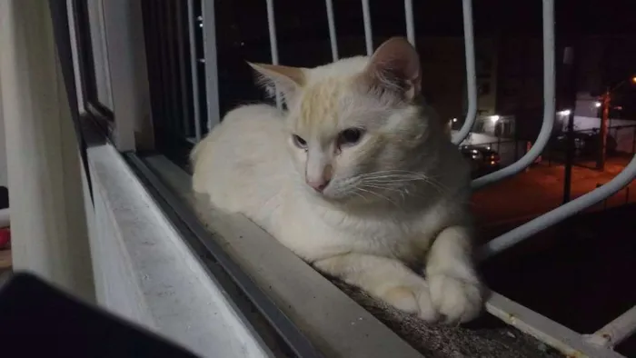 Gato ra a  idade 1 ano nome Moby Dick