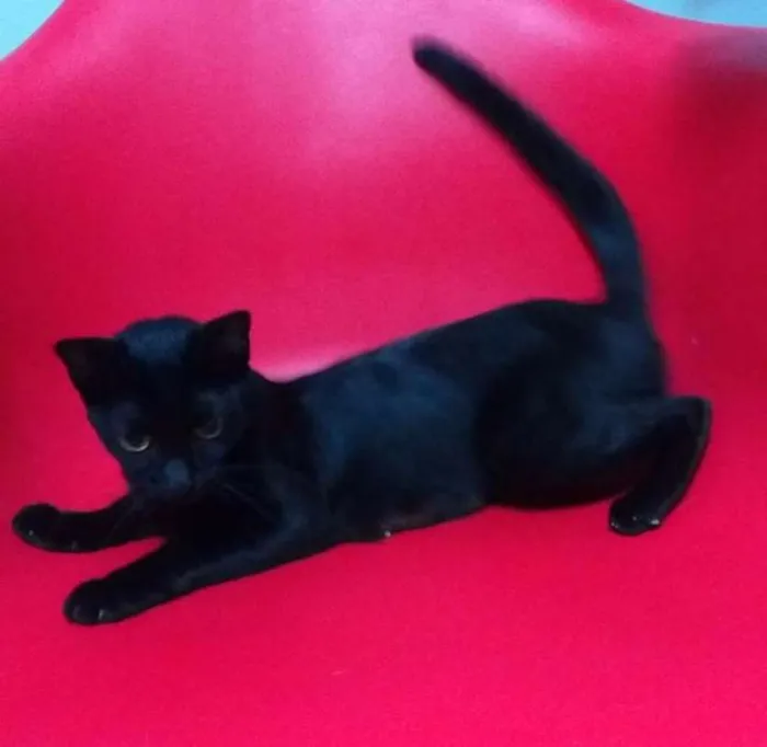 Gato ra a  idade 1 ano nome Marimba