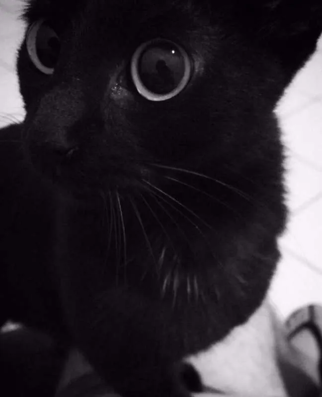 Gato ra a  idade 1 ano nome Marimba