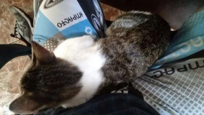Gato ra a SRD idade 7 a 11 meses nome Lost