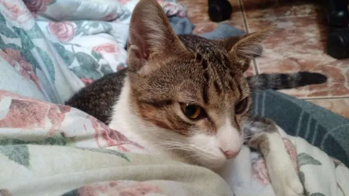 Gato ra a SRD idade 7 a 11 meses nome Lost