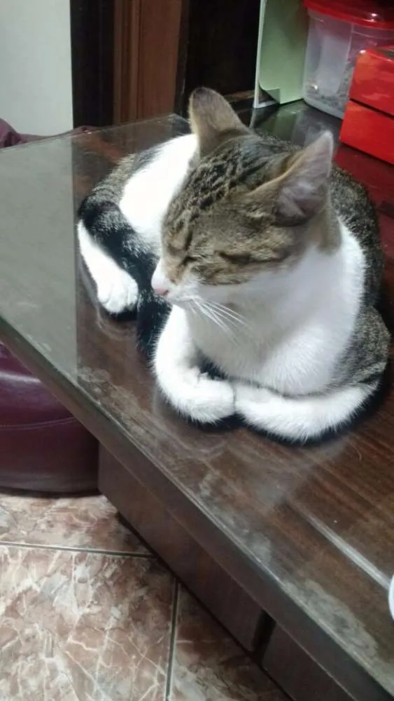 Gato ra a SRD idade 7 a 11 meses nome Lost